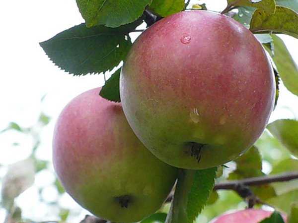 Как вырастить яблоню орловское полосатое. сорт яблони орловское полосатое и его собратья — скорые, вкусные, товарные!