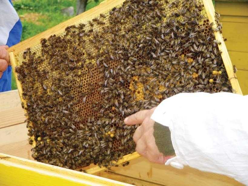 Как ухаживать за пчелами в марте: календарь пчеловода составили эксперты для томской области