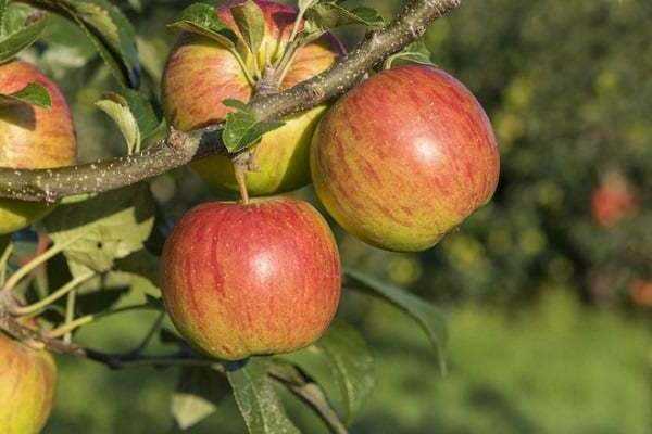 Описание сорта яблони конфетное: фото яблок, важные характеристики, урожайность с дерева