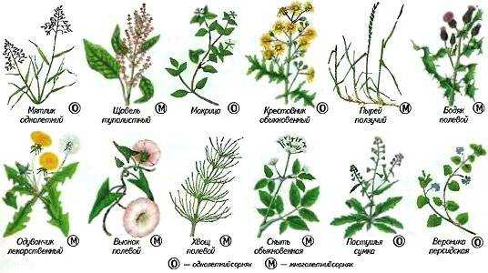 Чистогряд от сорняков: описание гербицида, инструкция, отзывы