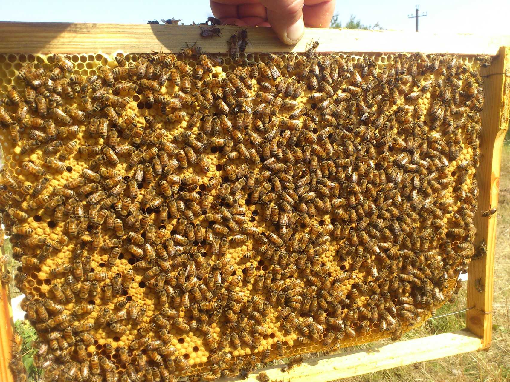 ✅ о пчелах бакфаст: порода пчел их недостаток, характеристика пчеломатки - tehnomir32.ru