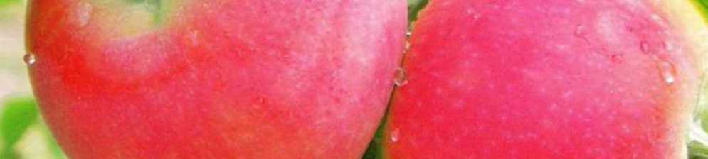 Розовый жемчуг — сорт яблок с розовой мякотью