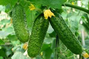 Луковая шелуха – применение в саду и огороде как удобрение и от вредителей