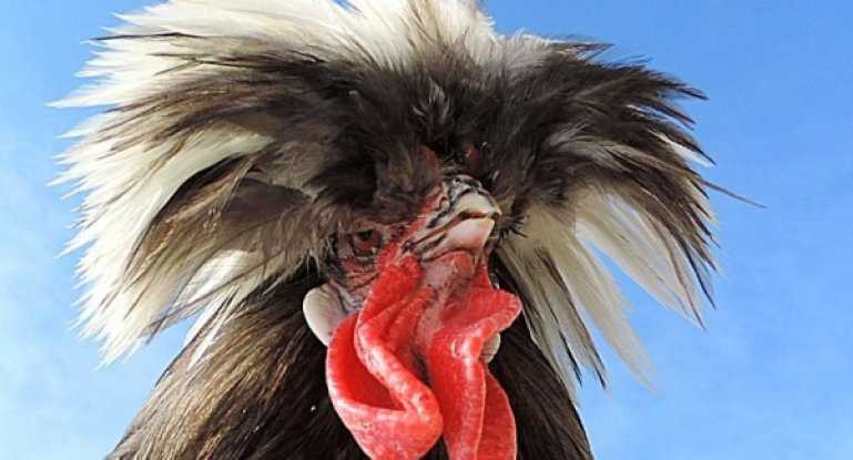 Хохлатая порода кур (31 фото): описание русских хохлатых и голландских белохохлых кур. чем кормить цыплят? отзывы владельцев