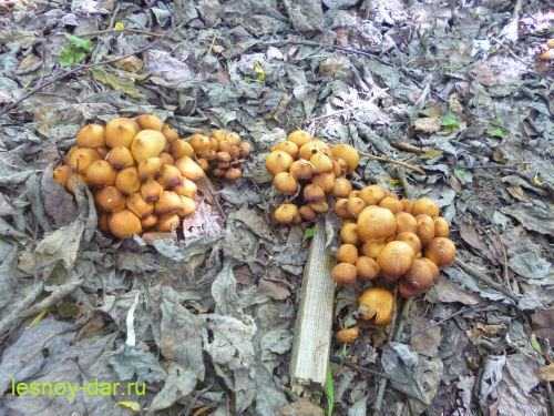 Отравление грибами — википедия