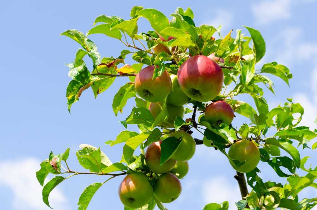 Посадка яблони осенью. как и когда правильно сажать, информация от профессионалов