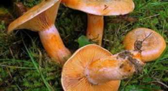 Рыжик – вкусный и целебный гриб | здоровый дом