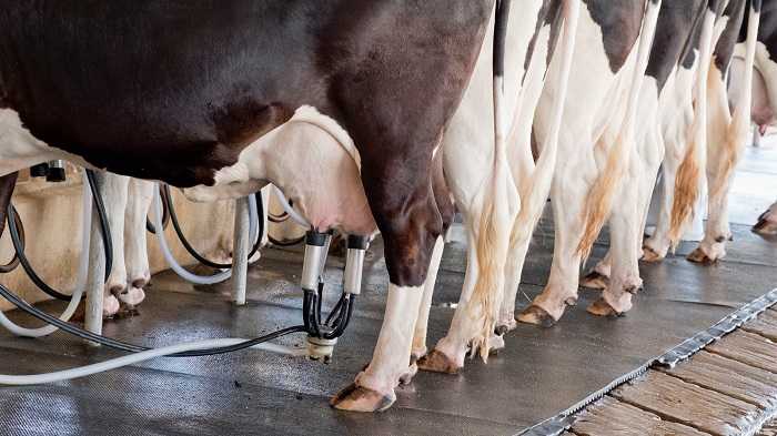 Размеры антибрыка для коров и как сделать своими руками, приучение к доению