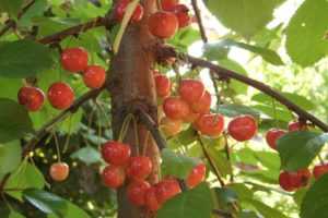 Черешня бряночка: фото, отзывы и описание морозоустойчивого и неприхотливого сорта плодового дерева, а также посадка, выращивание и уход