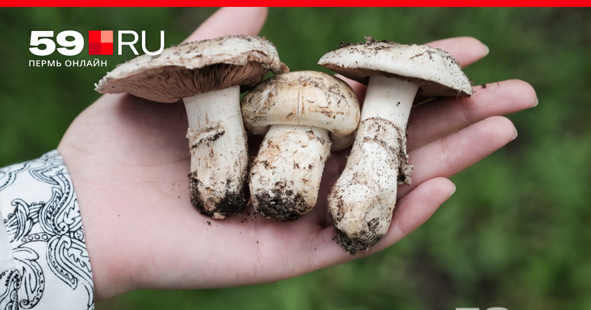 Польза и вред белых грибов для организма