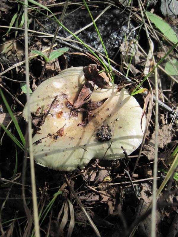 Паутинник плёнчатый (cortinarius paleaceus): как выглядит, где и как растет, съедобный или нет