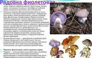Рядовка серебристо-серая (tricholoma argyraceum) –  грибы сибири