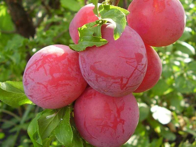 Плодовое дерево слива: описание лучших сортов, уход и условия выращивания в открытом грунте