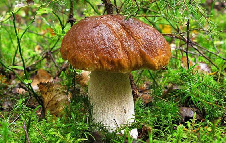Гриб боровик и белый гриб: одно и то же или нет, в чём разница между белым грибом и боровиком