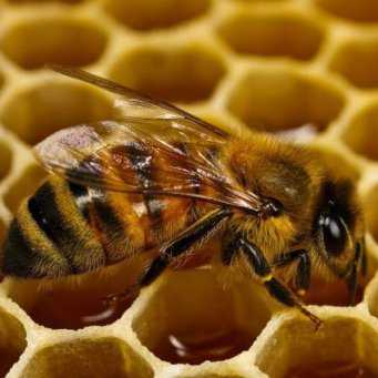 Обработка пчел от клеща весной