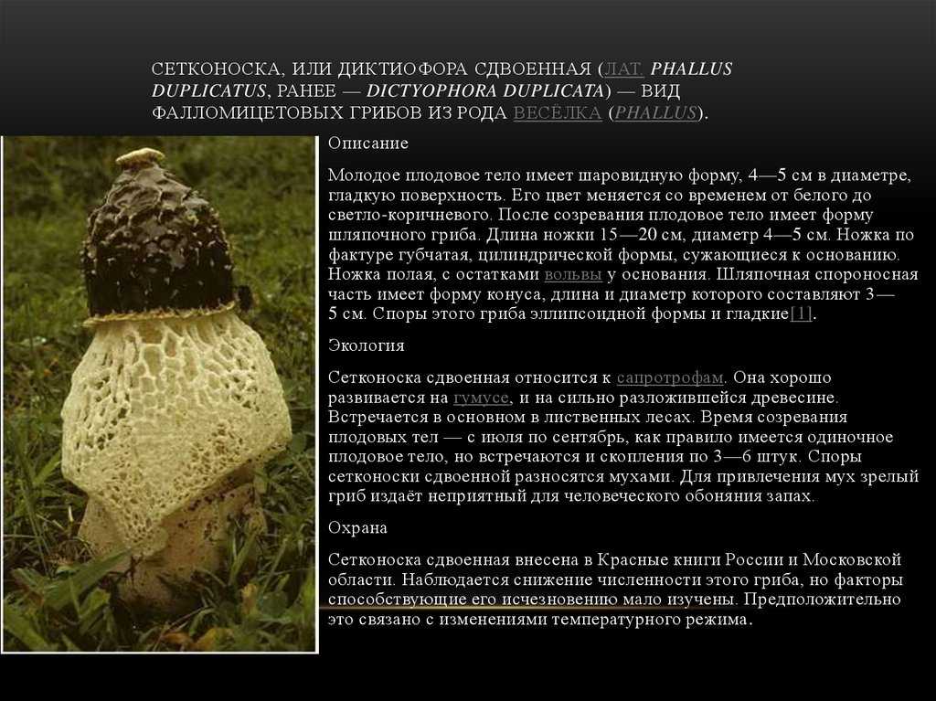 Сетконоска сдвоенная (диктиофора): подробное описание и фото. Места распространения. Вкусовые качества и полезные свойства гриба. Характеристики двойников.