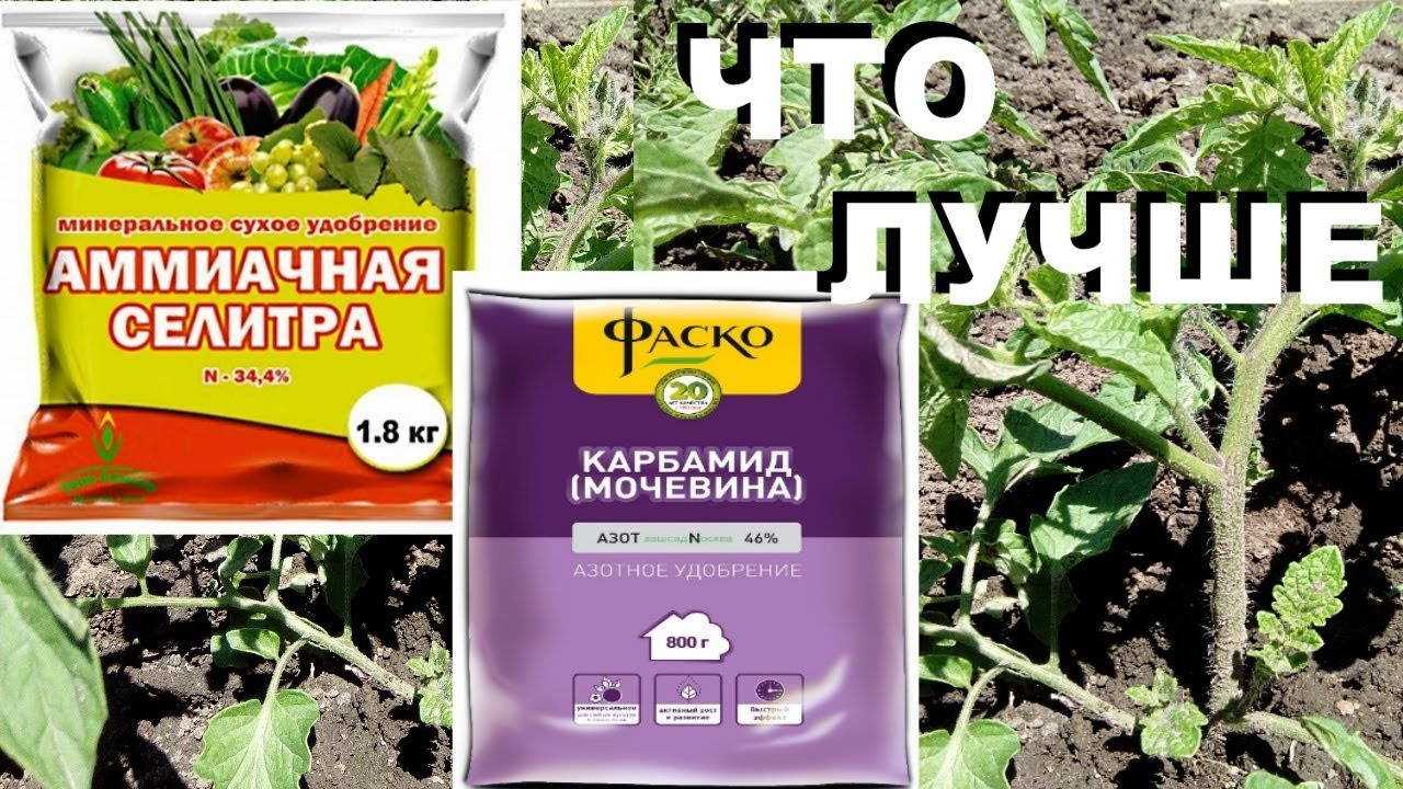 Как правильно использовать мочевину в саду и в огороде на supersadovnik.ru
