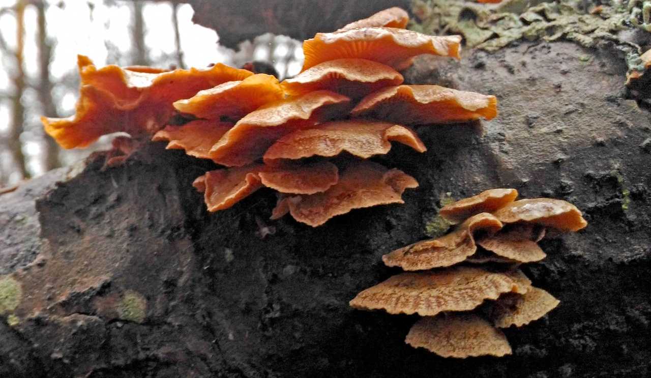 Феллодон сросшийся (ежовик сросшийся, phellodon connatus): как выглядят грибы, где и как растут, съедобны или нет