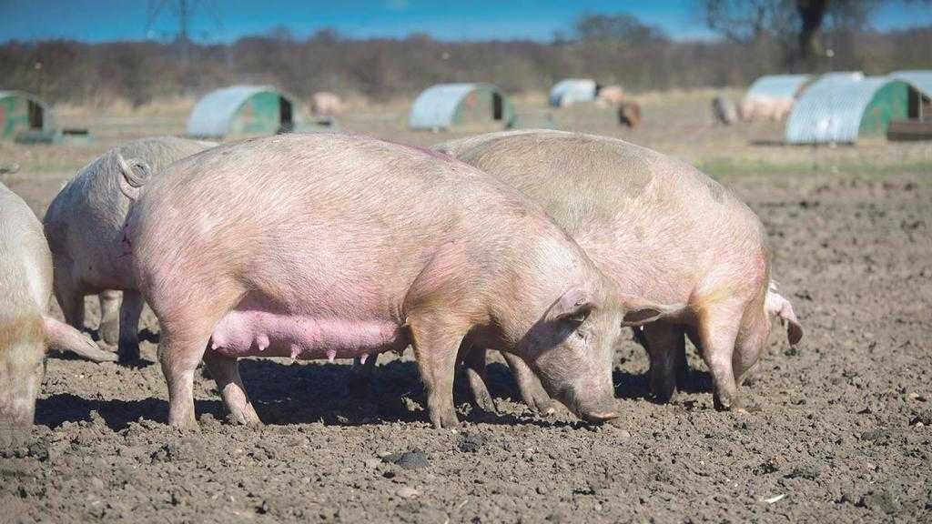 Свиньи беконного направления йоркшир: описание и особенности породы
