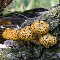 Чешуйчатка лимонная (pholiota limonella) –  грибы сибири