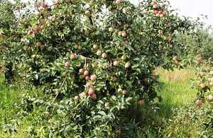 Яблоня орловское полосатое — описание сорта, фото, отзывы