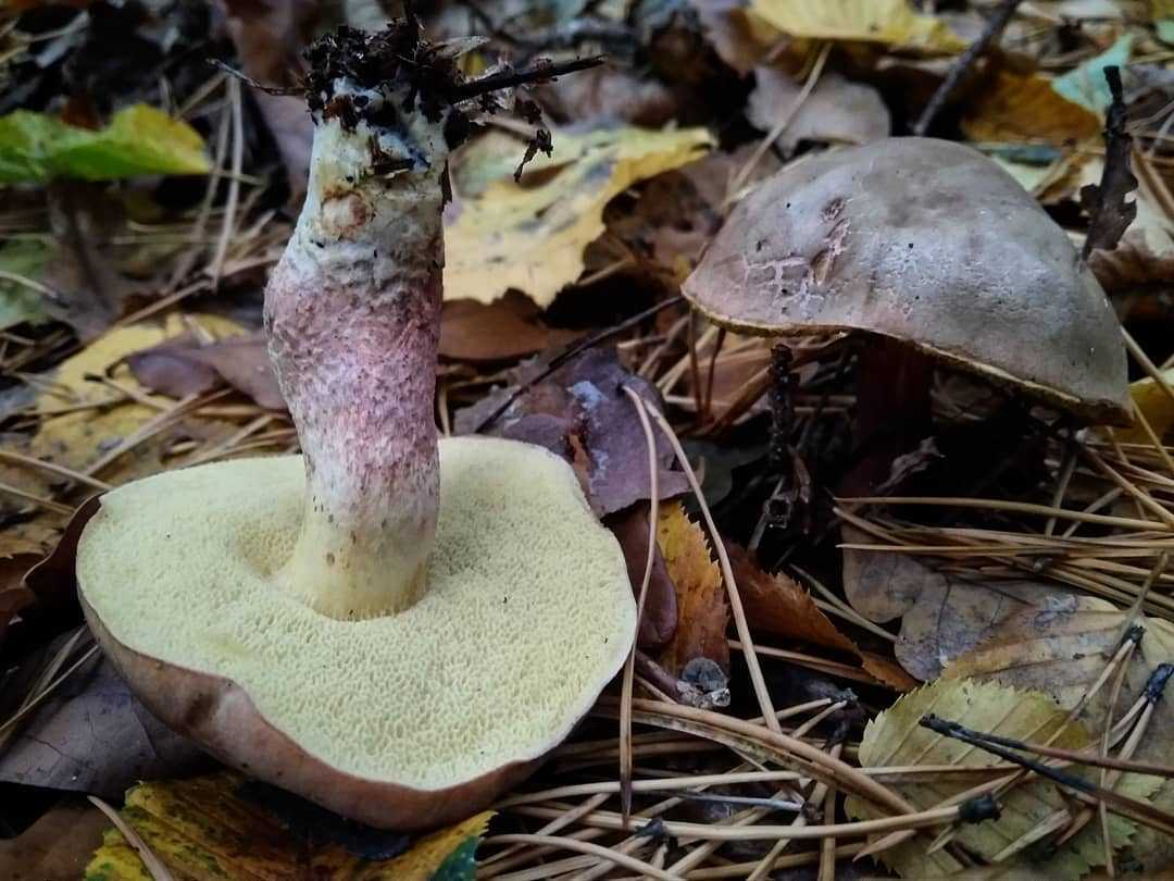 Ложный моховик: фото и описание гриба, как отличить от съедобного