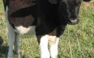 Бизнес-план по разведению коров: схема выращивания крс молочного направления
