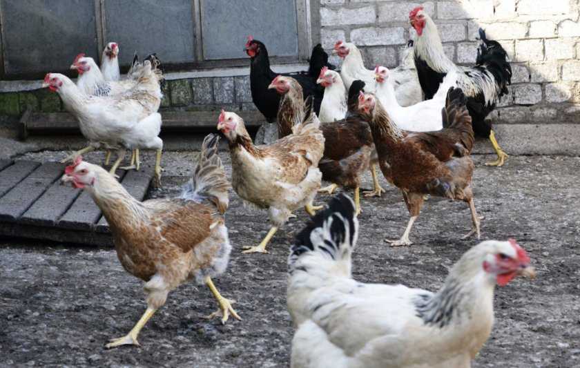 Описание мясо-яичных пород кур: юрловская голосистая
