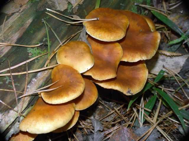 Чем опасен гриб гимнопил сосновый?