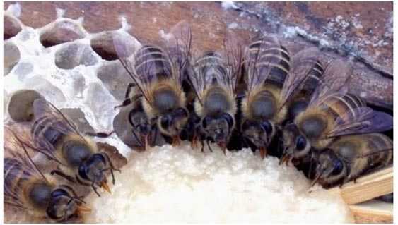 Содержание пчел в многокорпусных ульях: методы и технология
