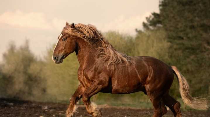 Владимирский тяжеловоз – порода лошади