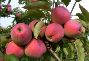 Яблоня орловское полесье: отзывы садоводов, фото и описание сорта