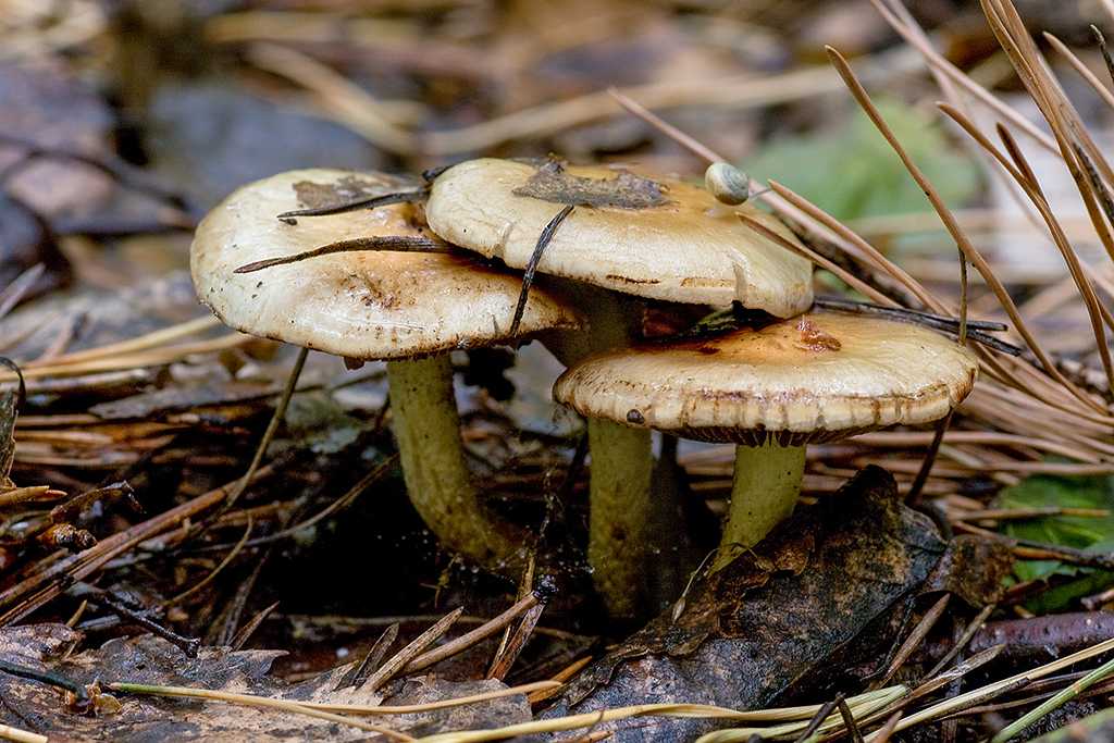 Чешуйчатка вощёная (pholiota cerifera) –  грибы сибири