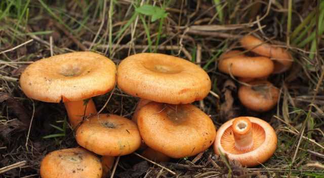 Консервирование грибов: общение рекомендации и рецепт, как консервировать в домашних условиях