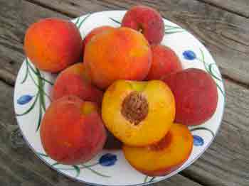Выращивание персика — подготовка к зиме, уход и обрезка весной