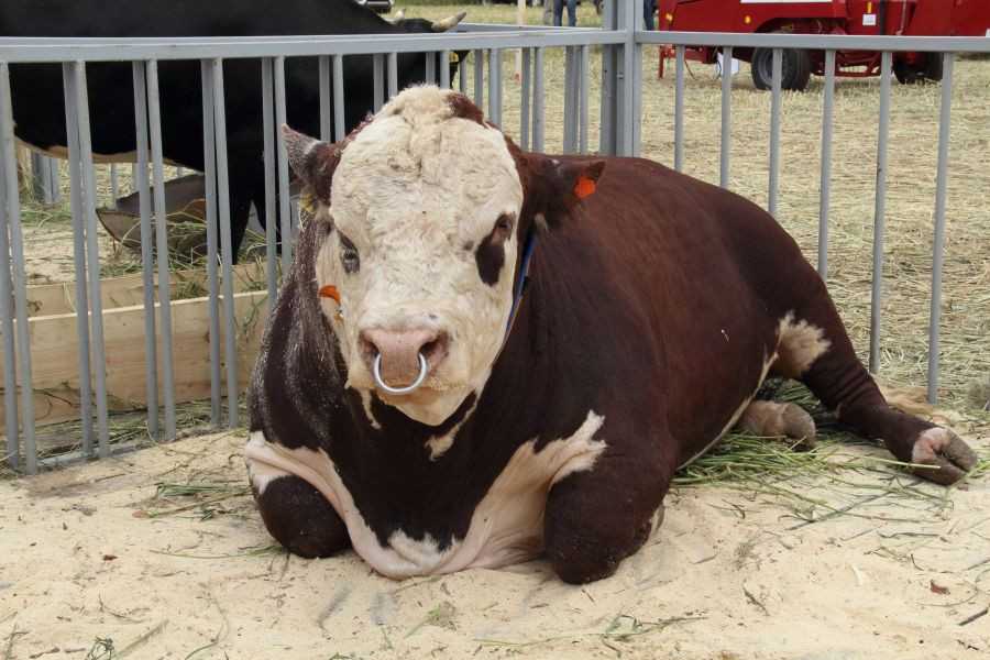 О герефордской породе коров, быков, телят: описание, характеристика, уход
