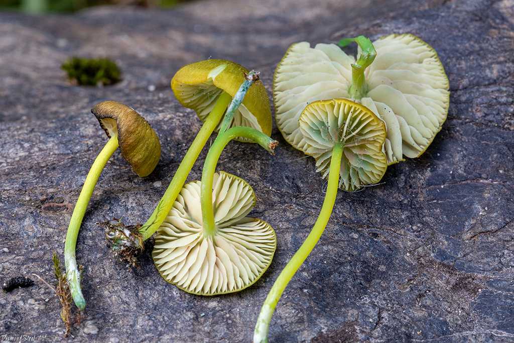 Энтолома шерстистая (entoloma lanicum) –  грибы сибири