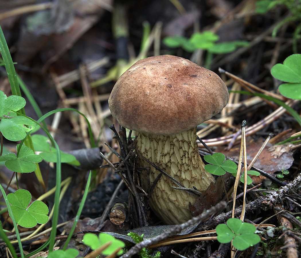 Желчный гриб: ядовитый или нет, как отличить от белого