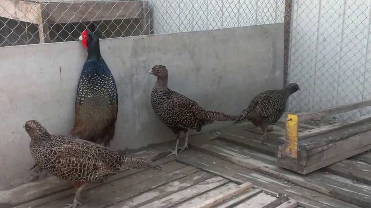 Разведение фазанов в домашних условиях для начинающих и особенности содержания птиц