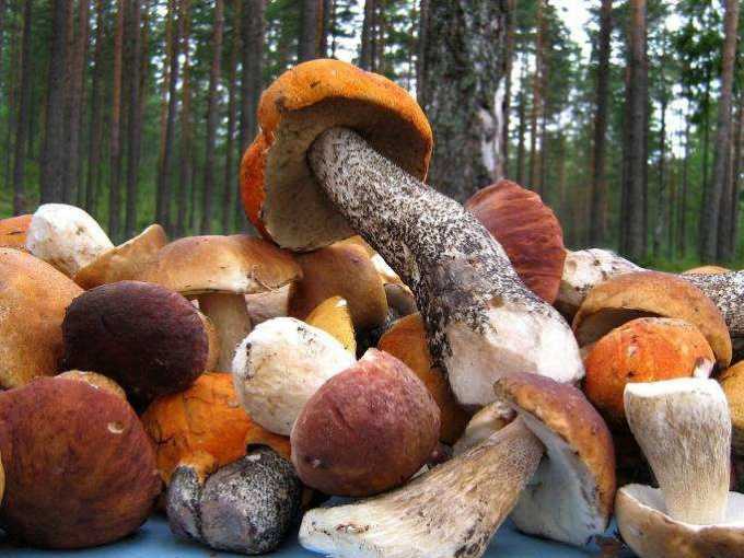 Как убрать горечь от грибов. почему грибы горчат после варки