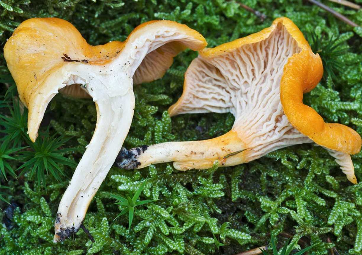 Белошампиньон румянящийся – малоизвестный гриб