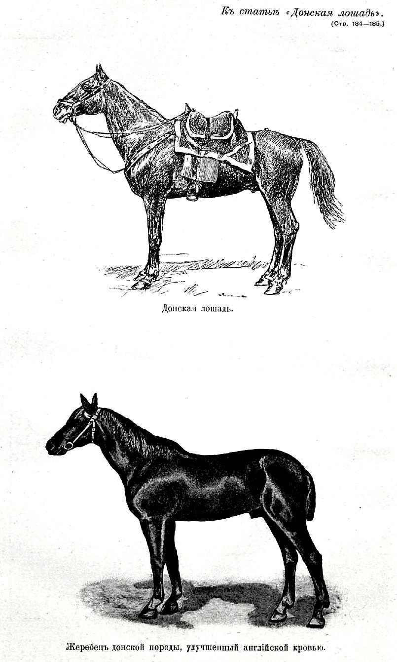 Донская лошадь: история, характеристика породы, фото, содержание и уход