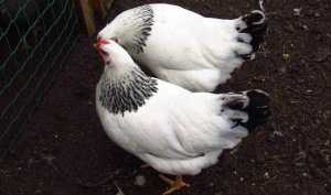 Первомайская порода кур – описание, содержание фото и видео