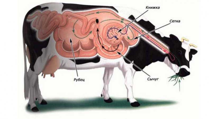 Биологические особенности крупного рогатого скота