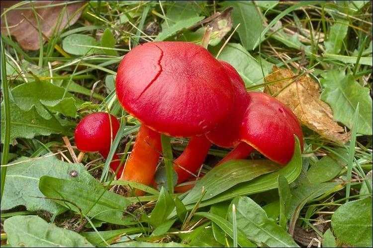 А что вы знали об этом малоизвестном грибе — рыжик еловый?