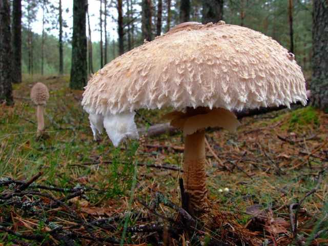 Гриб-зонтик краснеющий — википедия. что такое гриб-зонтик краснеющий