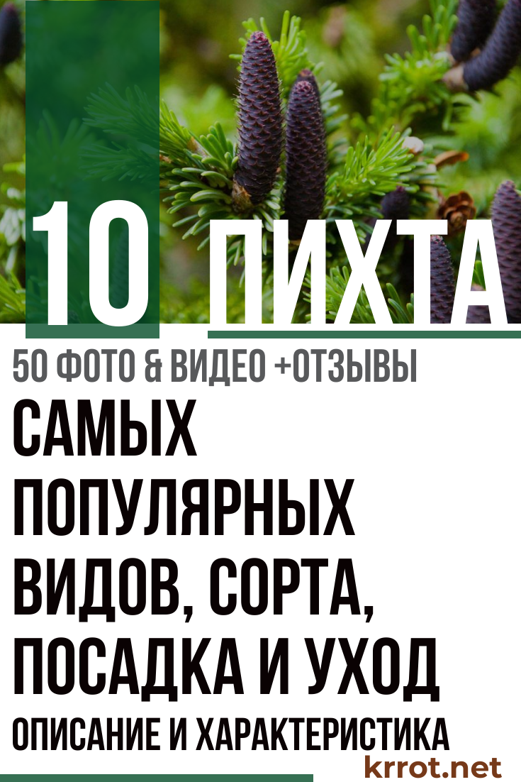Фотокаталог пихт для шестисоточников: собственная мини-елочка для празднования нового года на supersadovnik.ru