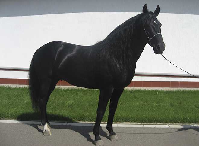Карачаевская порода лошадей (45 фото): отличия от кабардинской, история возникновения англо-карачаевских коней