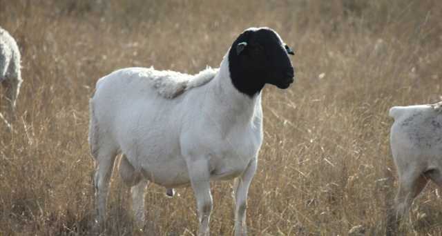 Катумская порода овец: описание и характеристика