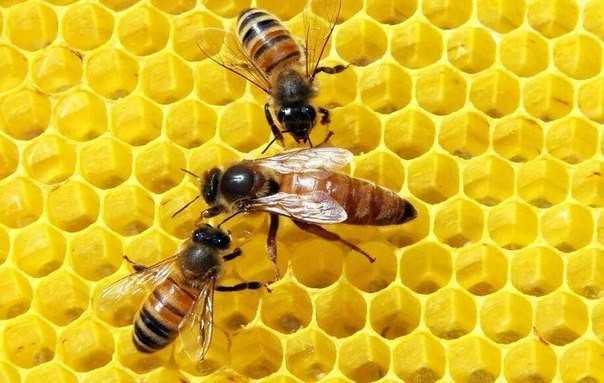 Как зимуют бакфастские пчелы